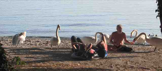 Cisnes