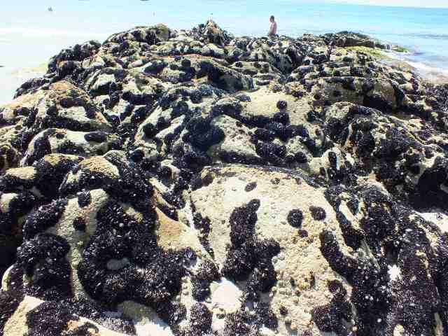 Tierra de los mejillones
